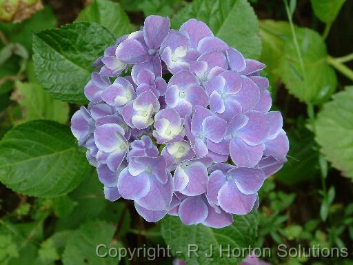 Hydrangea Blue 2 